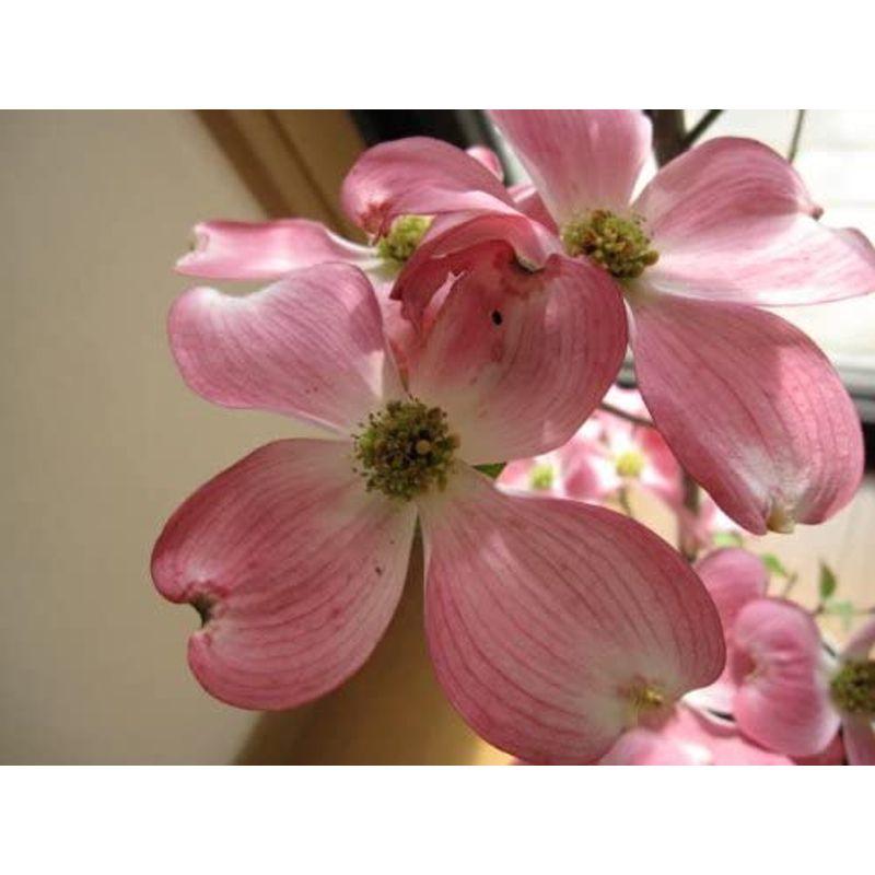 シンボルツリー鉢植え ハナミズキ ピンク 観葉植物 入荷中 Www Casascordeiro Com Br