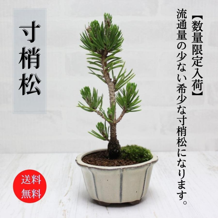 寸梢松 小品盆栽 bonsai 送料無料 :100005AC:盆栽ショップ わびさび Yahoo!店 - 通販 - Yahoo!ショッピング