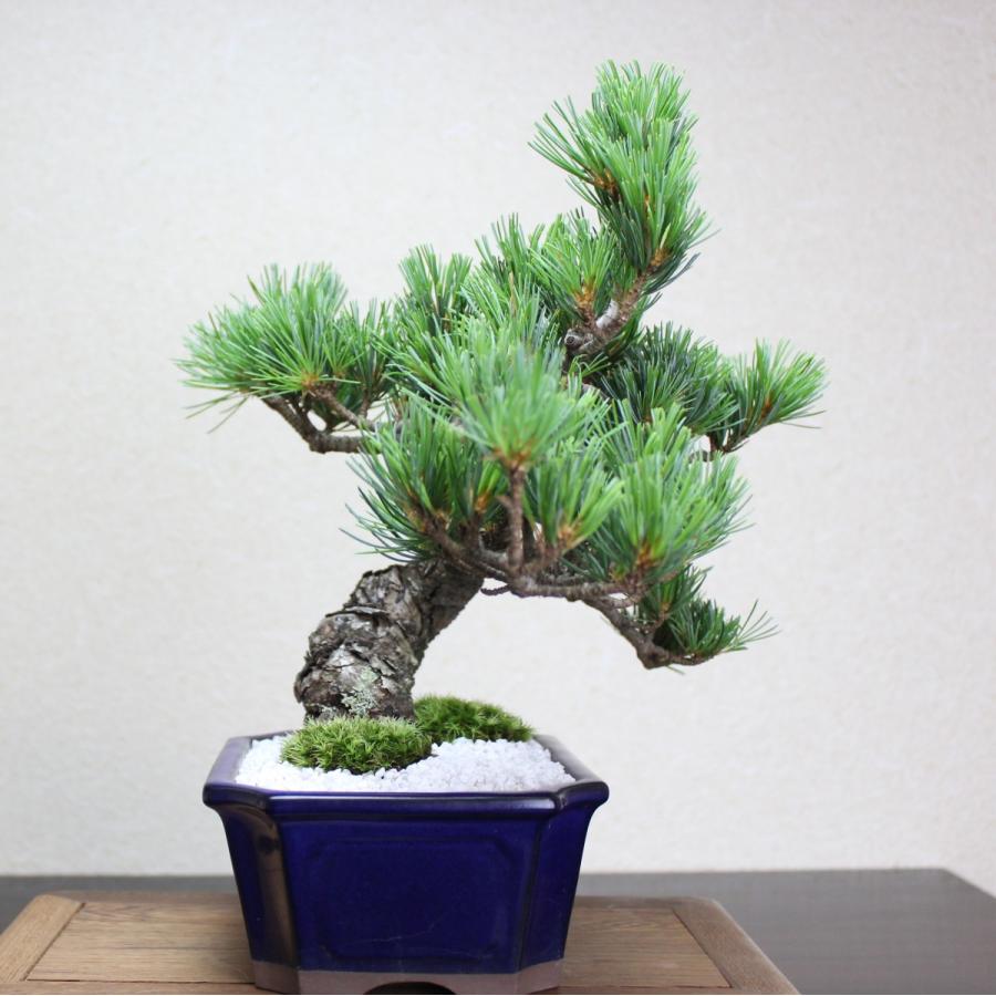 小品盆栽　四国五葉松　祝い ギフト gift 誕生日祝 開店祝 御祝 御結婚祝い プレゼントにも bonsai｜wabi-sabi｜04