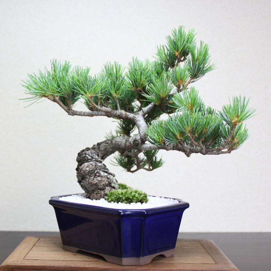 小品盆栽　四国五葉松　祝い ギフト gift 誕生日祝 開店祝 御祝 御結婚祝い プレゼントにも bonsai｜wabi-sabi｜05