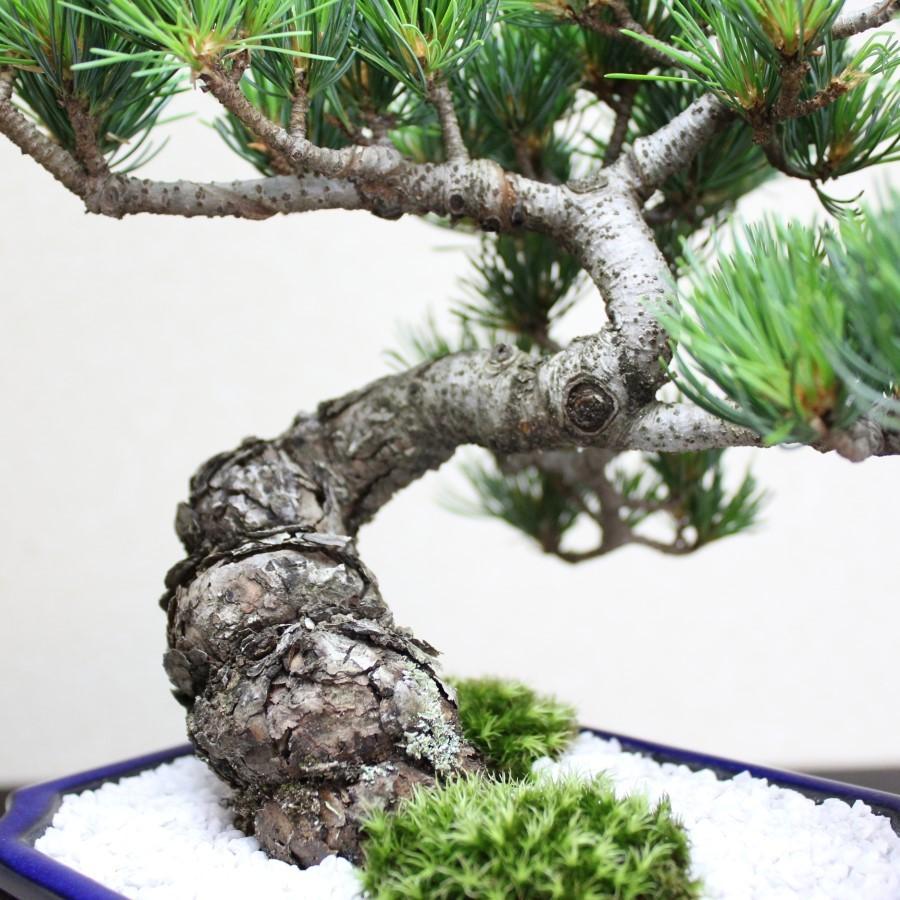 小品盆栽　四国五葉松　祝い ギフト gift 誕生日祝 開店祝 御祝 御結婚祝い プレゼントにも bonsai｜wabi-sabi｜06