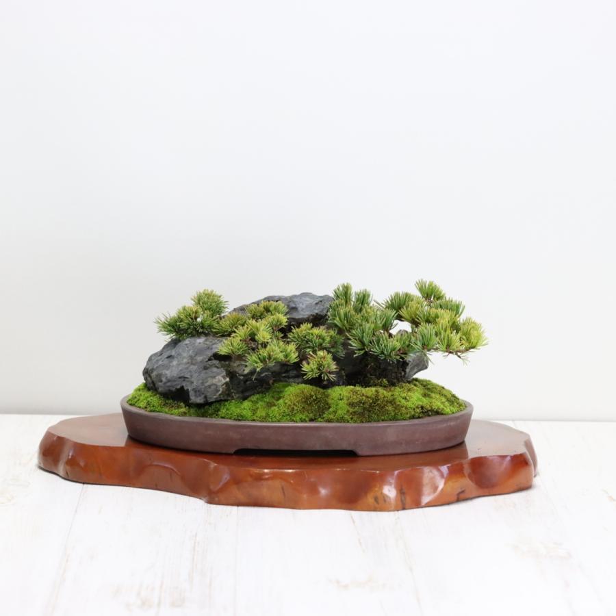 大人気! 五葉松石付き 小品盆栽 希少樹形 現品 盆栽 | pavdobrasil.com.br