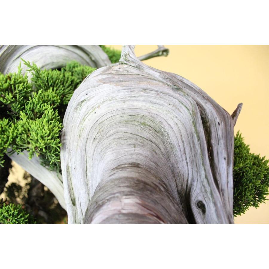 糸魚川真柏 糸魚川真柏 約150年 | 雨竹亭オンラインショップ