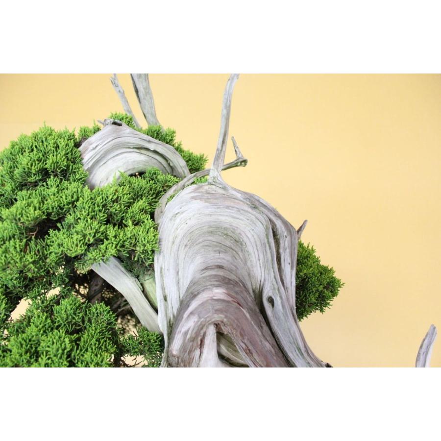 ‼️サクラサク‼️糸魚川真柏‼️3点セット‼️ サクラサク様専用‼️糸魚川真柏‼️3点セット‼️