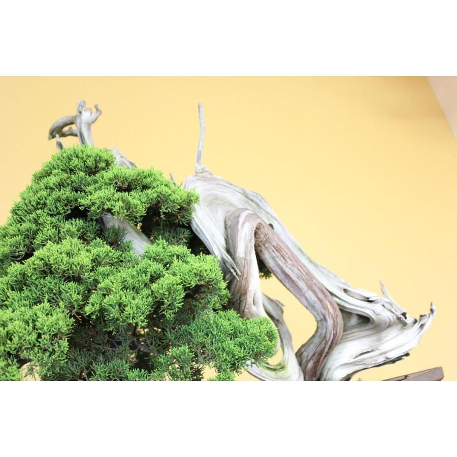 糸魚川真柏　創作盆栽＃05 糸魚川真柏 : 盆栽ショップ わびさび Yahoo!店 - 通販 - Yahoo