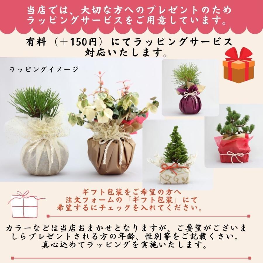 小品盆栽　四国五葉松　祝い ギフト gift 誕生日祝 開店祝 御祝 御結婚祝い プレゼントにも｜wabi-sabi｜04