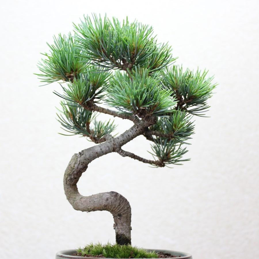 小品盆栽　四国五葉松　祝い ギフト gift 誕生日祝 開店祝 御祝 御結婚祝い プレゼントにも