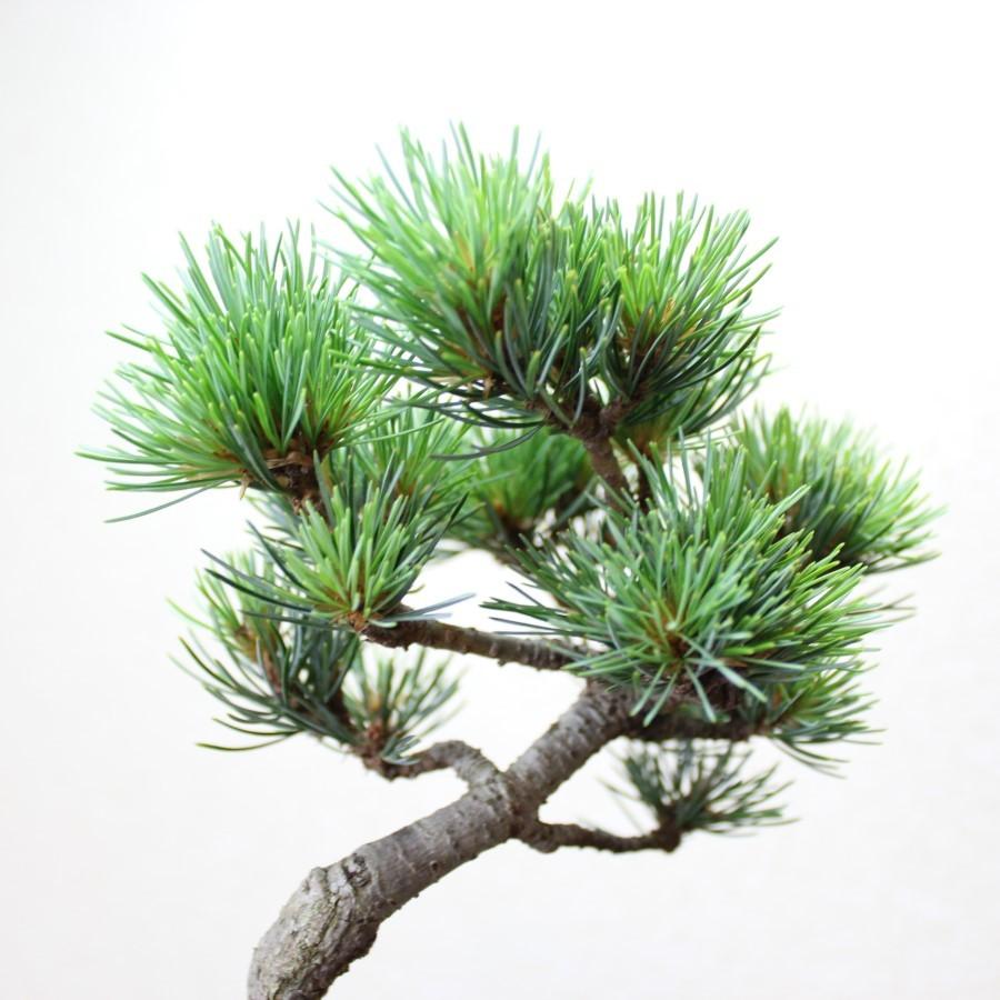 小品盆栽　四国五葉松　祝い ギフト gift 誕生日祝 開店祝 御祝 御結婚祝い プレゼントにも