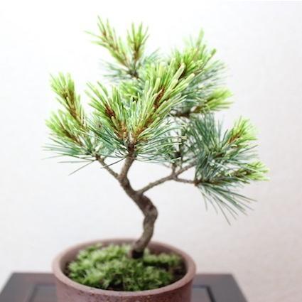 五葉松　[吹き流し]　大品盆栽 五葉松 [吹き流し] 大品盆栽