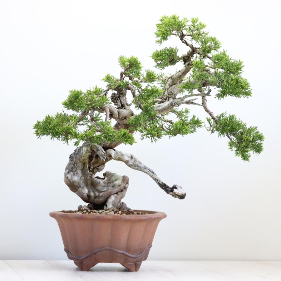 大品盆栽：極上糸魚川真柏 現品 しんぱく シンパク Shinpaku 送料無料