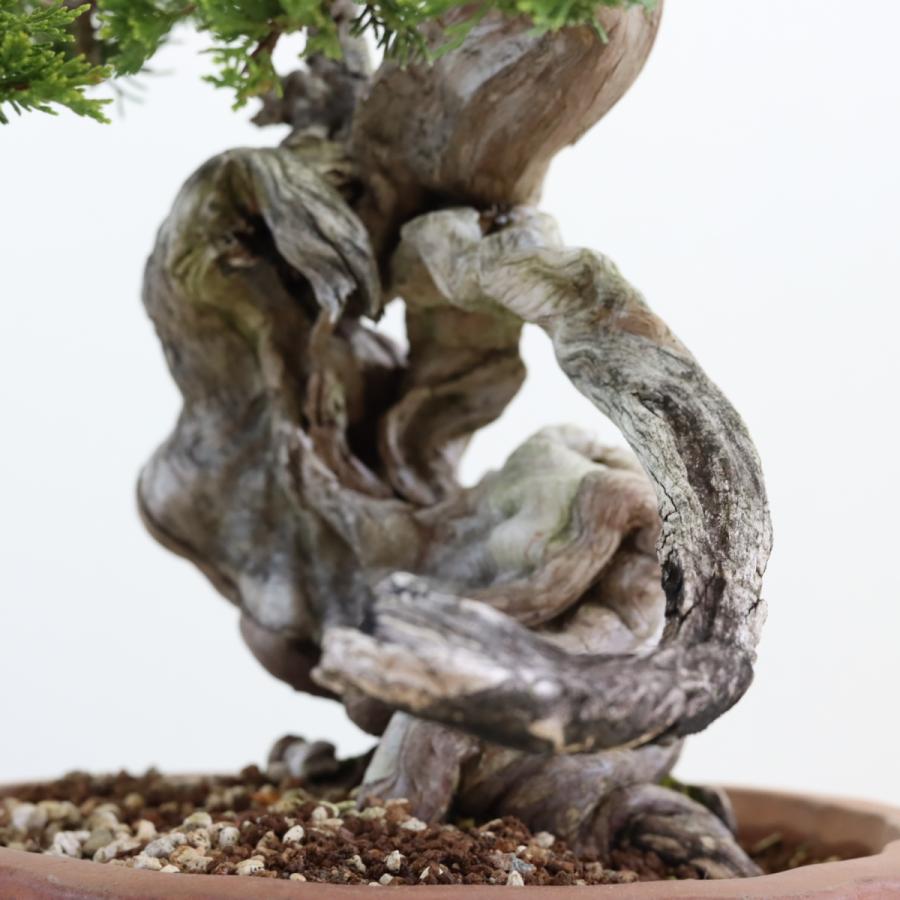 大品盆栽：極上糸魚川真柏 現品 しんぱく シンパク Shinpaku 送料無料