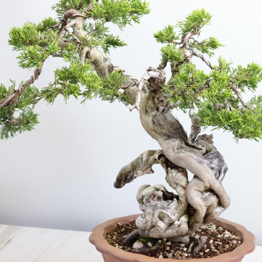 大品盆栽：極上糸魚川真柏 現品 しんぱく シンパク Shinpaku 送料無料