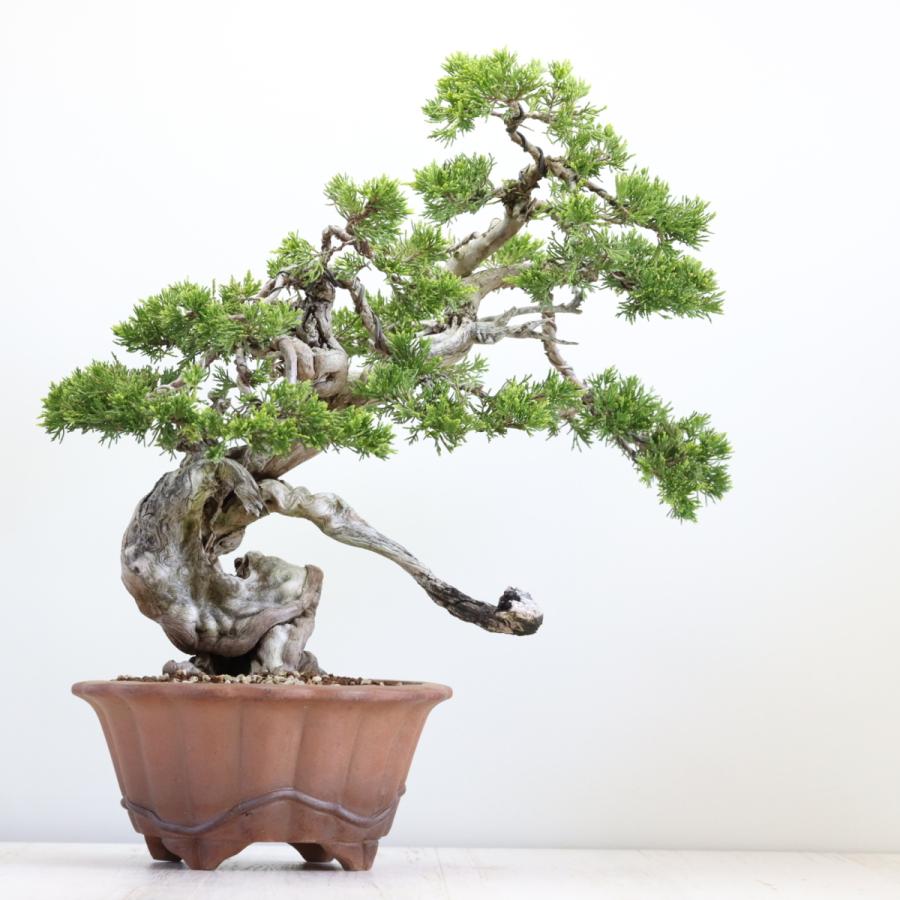 大品盆栽：極上糸魚川真柏 現品 しんぱく シンパク Shinpaku 送料無料