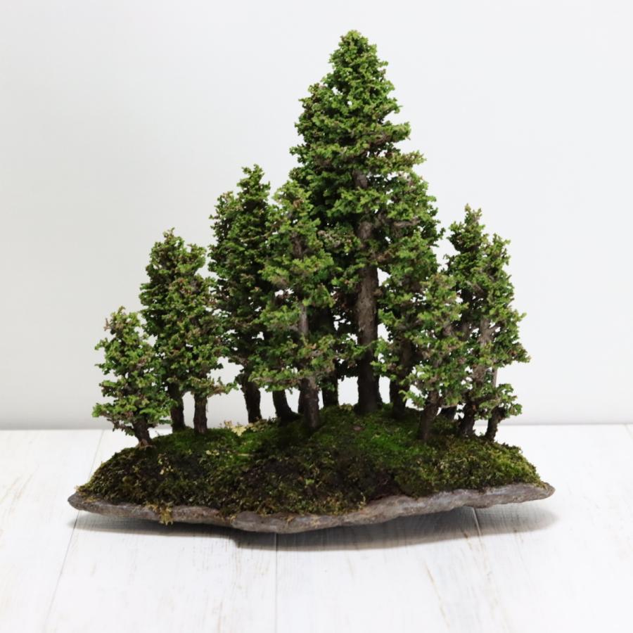 石化檜寄せ植え せっかひのき 中品盆栽 寄植え盆栽 現品 : 盆栽 石化檜寄せ植え せっかひのき 中品盆栽 寄植え盆栽 現品 : 盆栽