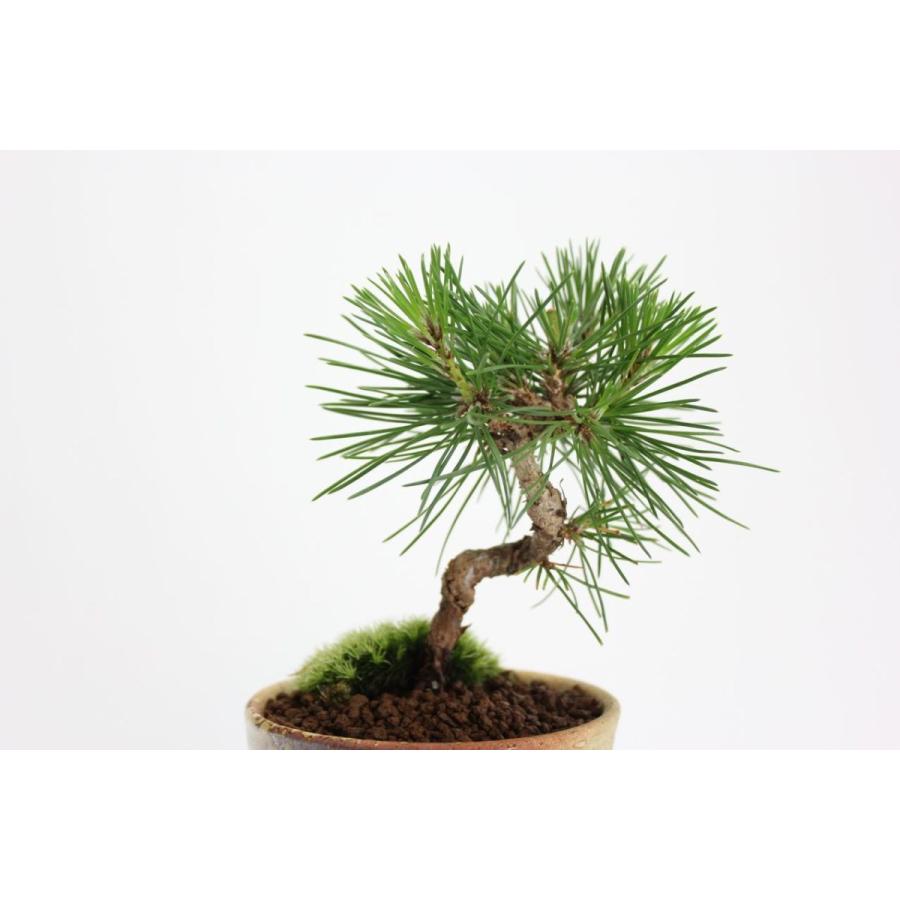 お買得 極上素材 黒松 盆栽 四日市萬古焼鉢 くろまつ 小品 松柏盆栽