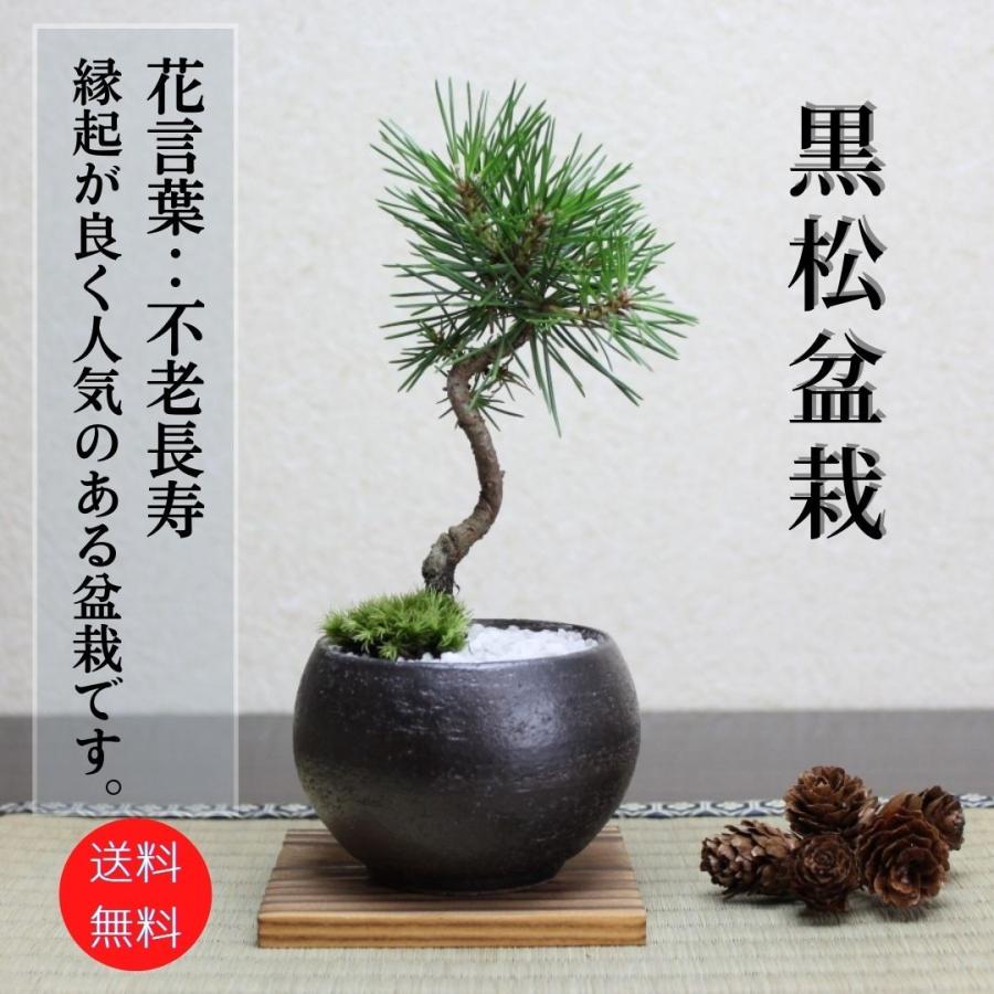 黒松　盆栽　bonsai　小品盆栽　送料無料