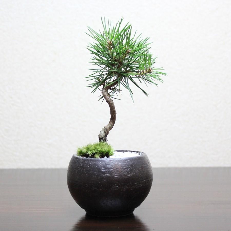 黒松 盆栽 bonsai 小品盆栽 送料無料 : 盆栽ショップ わびさび 黒松 盆栽 bonsai 小品盆栽 送料無料 : 盆栽ショップ わびさび