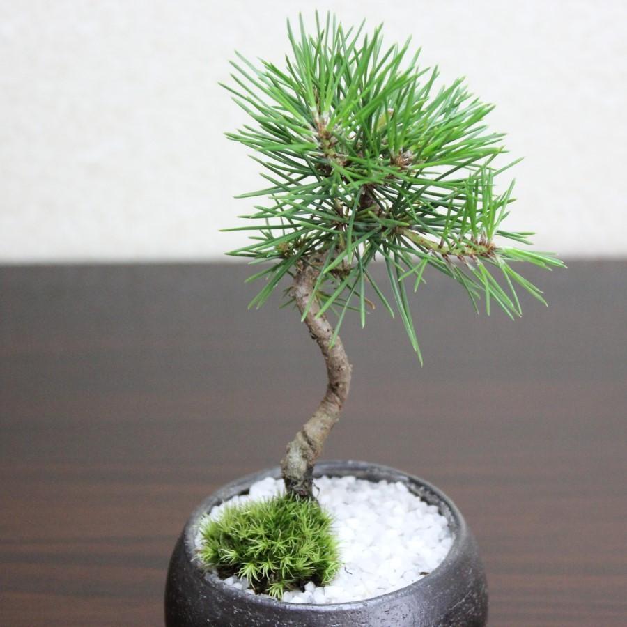 黒松 盆栽 bonsai 小品盆栽 送料無料 : 盆栽ショップ わびさび 黒松 盆栽 bonsai 小品盆栽 送料無料 : 盆栽ショップ わびさび