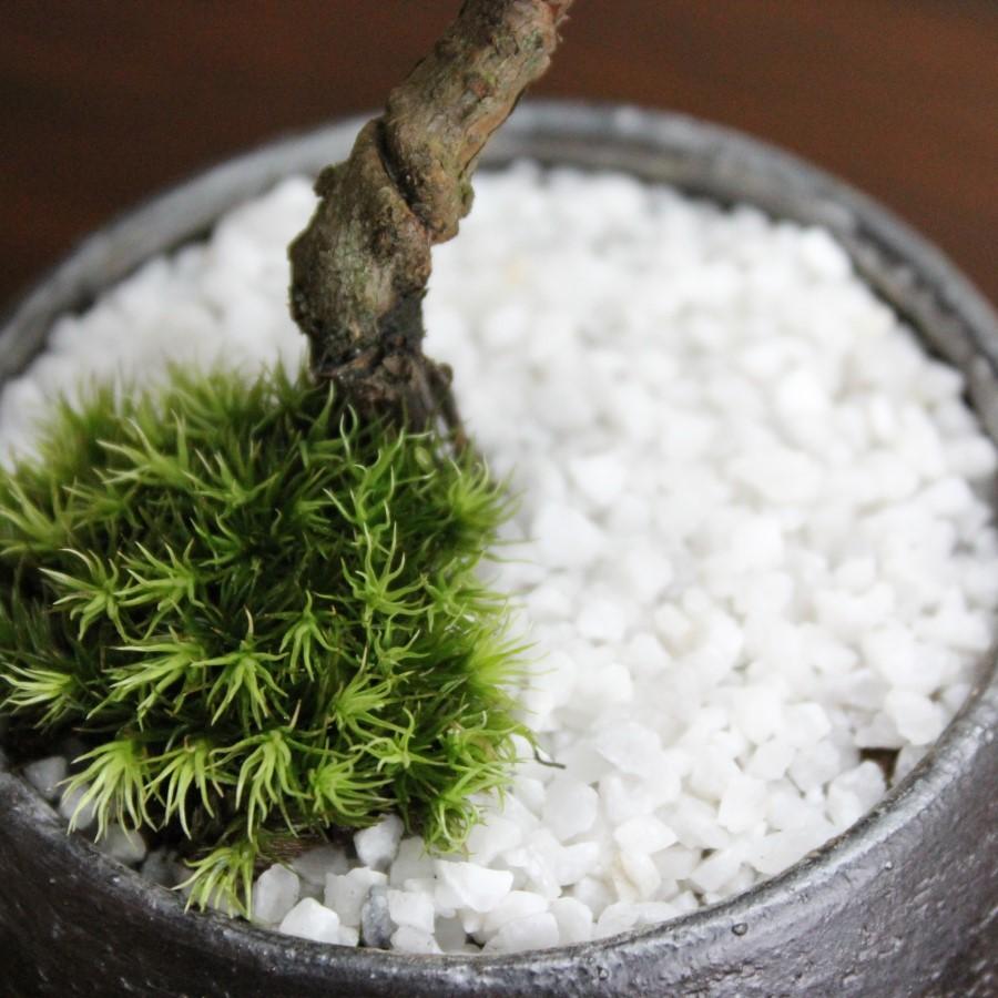黒松 盆栽 bonsai 小品盆栽 送料無料 : 盆栽ショップ わびさび Yahoo