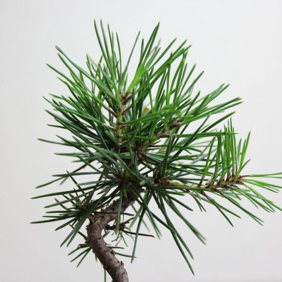 黒松 盆栽 bonsai 小品盆栽 送料無料 : 盆栽ショップ わびさび Yahoo
