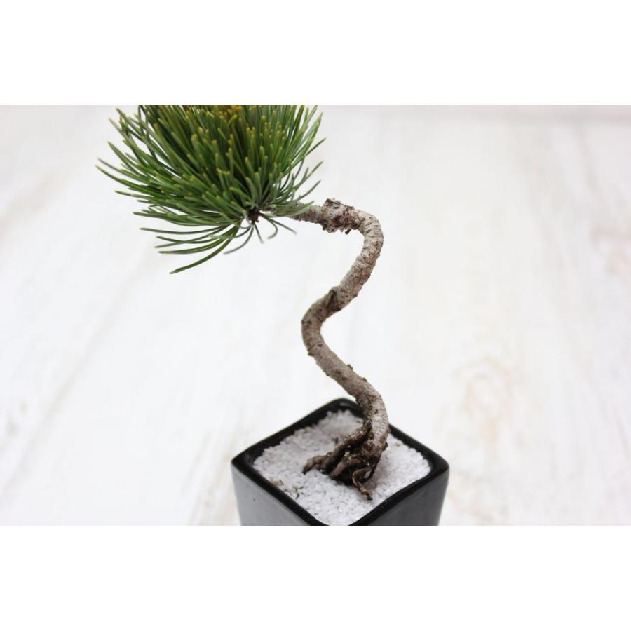 四国五葉松の盆栽 文人 スタイリッシュな現代作家鉢仕立て 四国