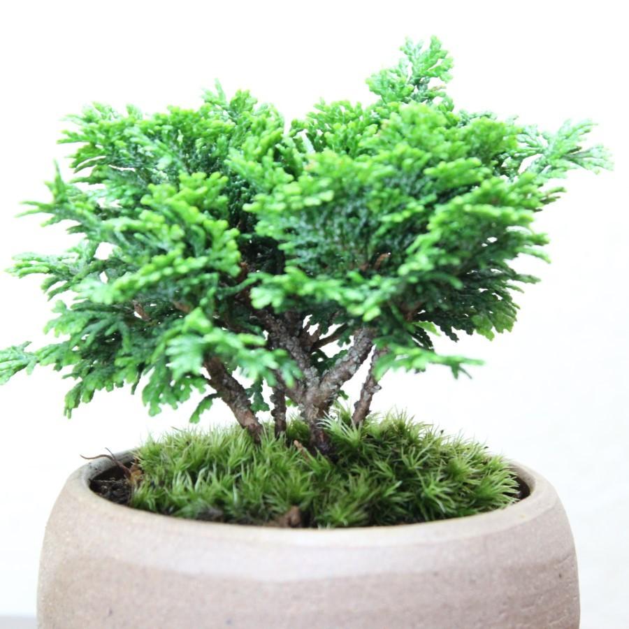 津山檜盆栽　ミニ盆栽 bonsai ぼんさい ひのき 初心者 入門 ギフト ラッピング 人気｜wabi-sabi｜02