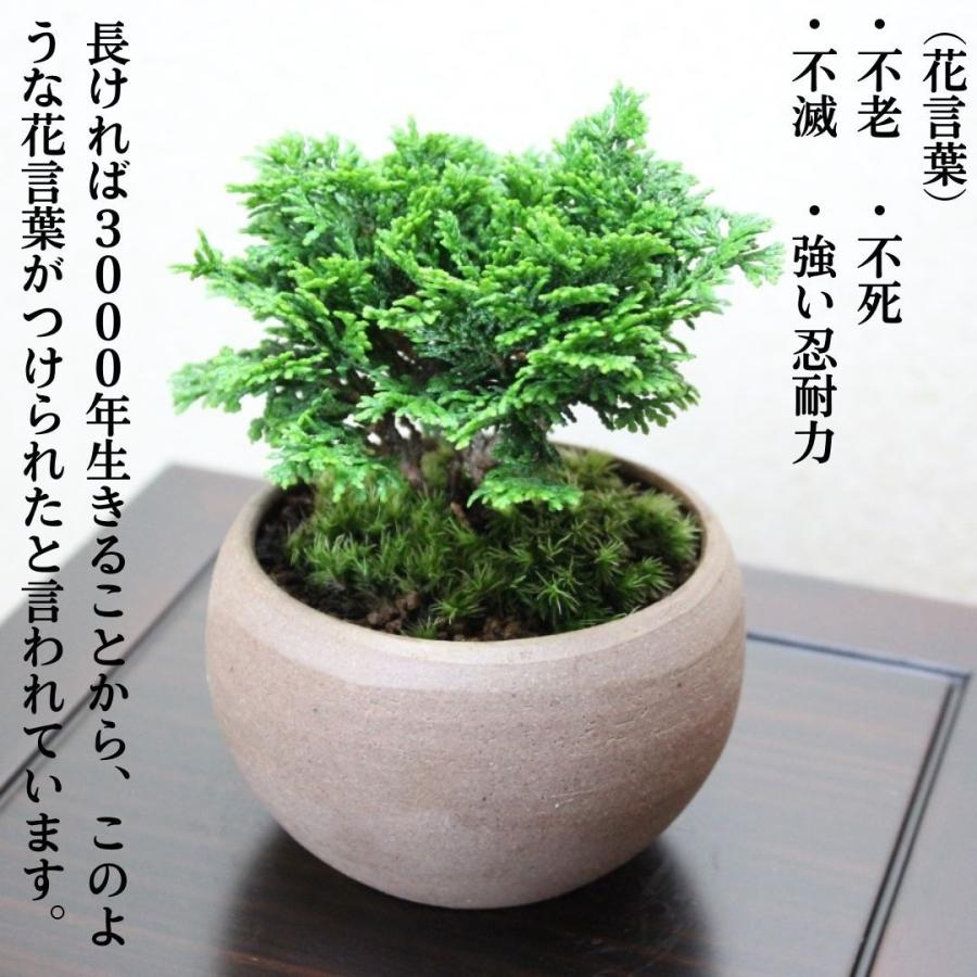 津山檜盆栽　ミニ盆栽 bonsai ぼんさい ひのき 初心者 入門 ギフト ラッピング 人気｜wabi-sabi｜03