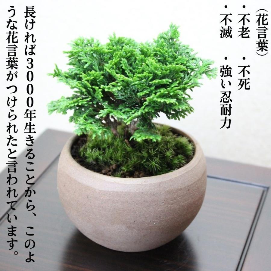 津山檜盆栽 ミニ盆栽 bonsai ぼんさい ひのき 初心者 入門 津山檜盆栽 ミニ盆栽 bonsai ぼんさい ひのき 初心者 入門