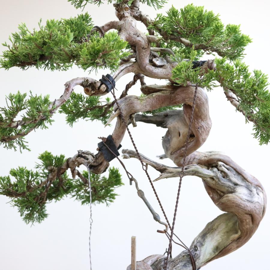 大品盆栽：極上糸魚川真柏 現品 しんぱく シンパク Shinpaku