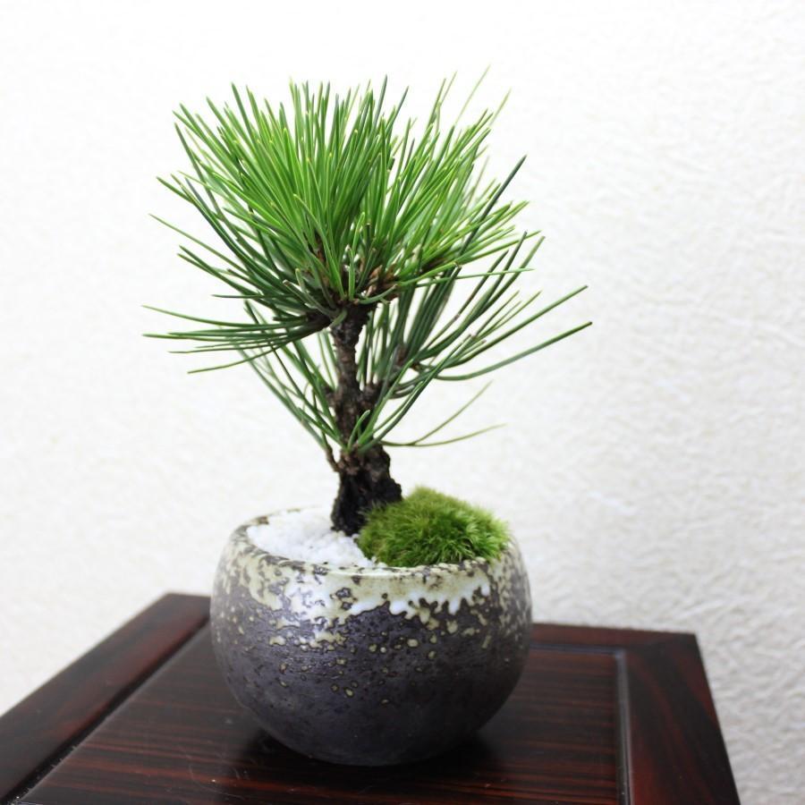錦松盆栽 bonsai 送料無料 : 盆栽ショップ わびさび Yahoo!店 - 通販