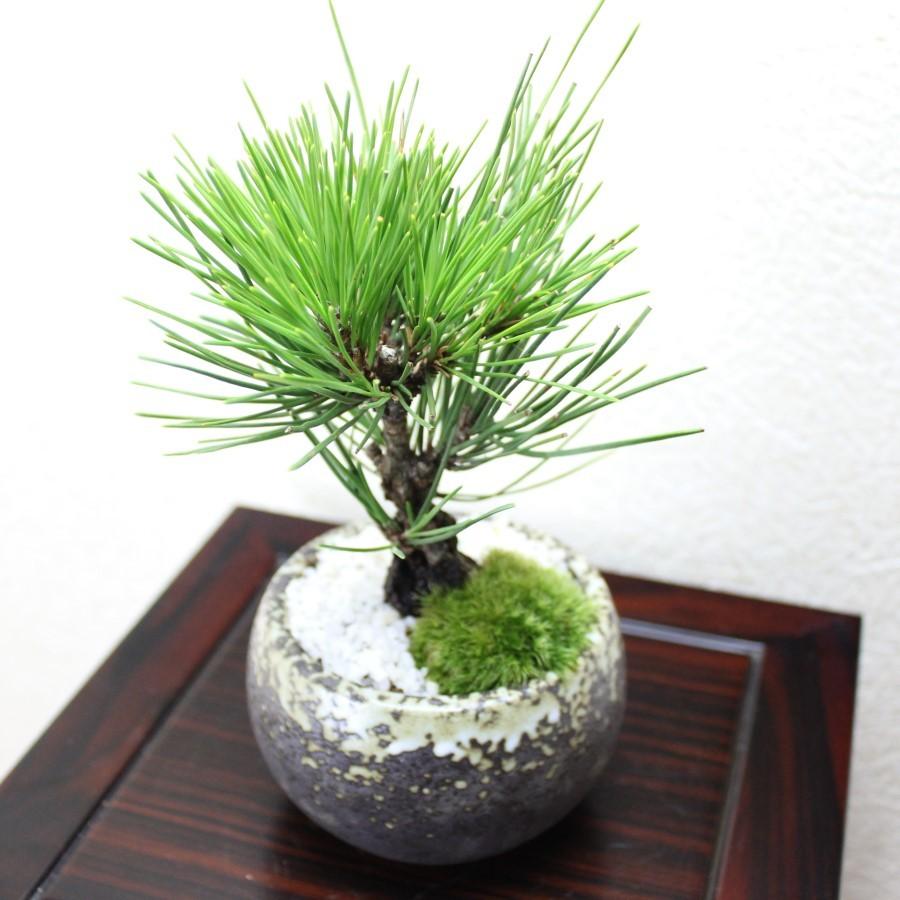 錦松盆栽　bonsai  送料無料｜wabi-sabi｜04