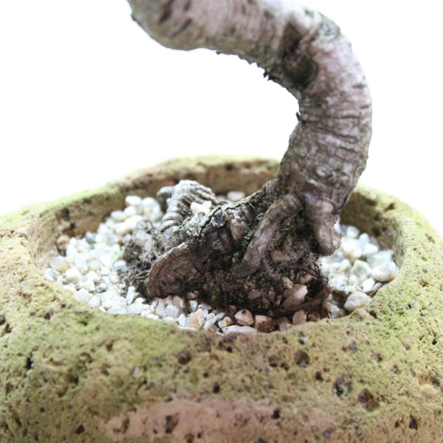 黒松 軽石 盆栽 bonsai : 盆栽ショップ わびさび Yahoo!店 - 通販
