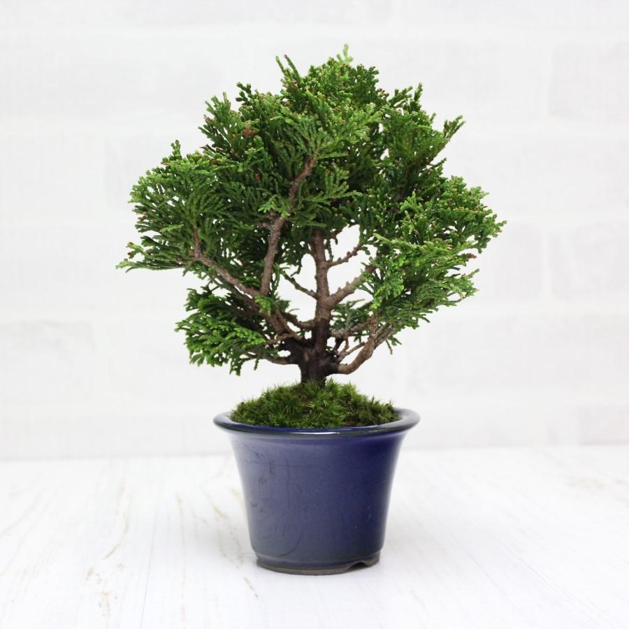 津山檜 盆栽 bonsai 送料無料 :100405AC:盆栽ショップ わびさび Yahoo!店 - 通販 - Yahoo!ショッピング