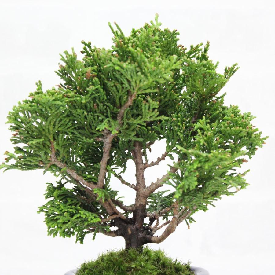 貴風盆栽津山檜 希少 古木感上々 展示にも 津山桧 津山ヒノキ 津山檜