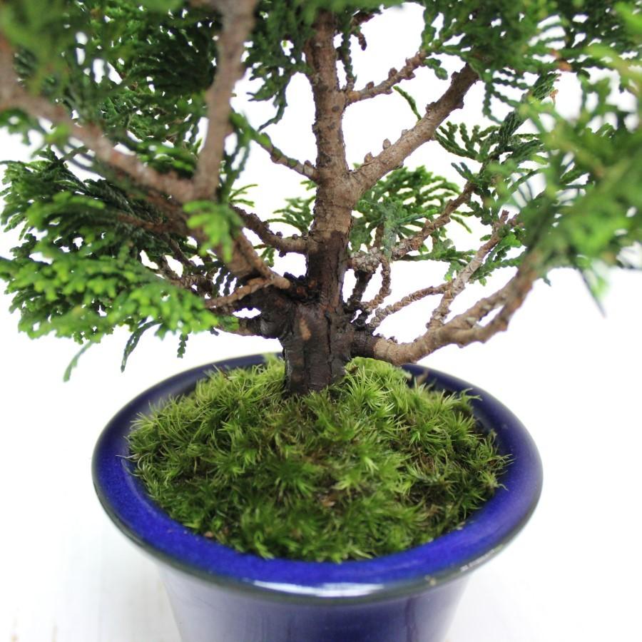 津山檜 盆栽 bonsai 送料無料 : 盆栽ショップ わびさび Yahoo!店