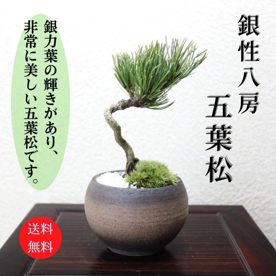 マート 五葉松 ごようまつ 盆栽 bonsai 送料無料 sarozambia.com