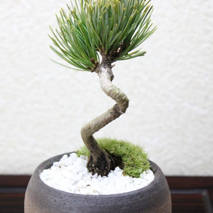 銀性八房 五葉松 ごようまつ bonsai 小品盆栽 :100412AB:盆栽ショップ わびさび Yahoo!店 - 通販 - Yahoo!ショッピング
