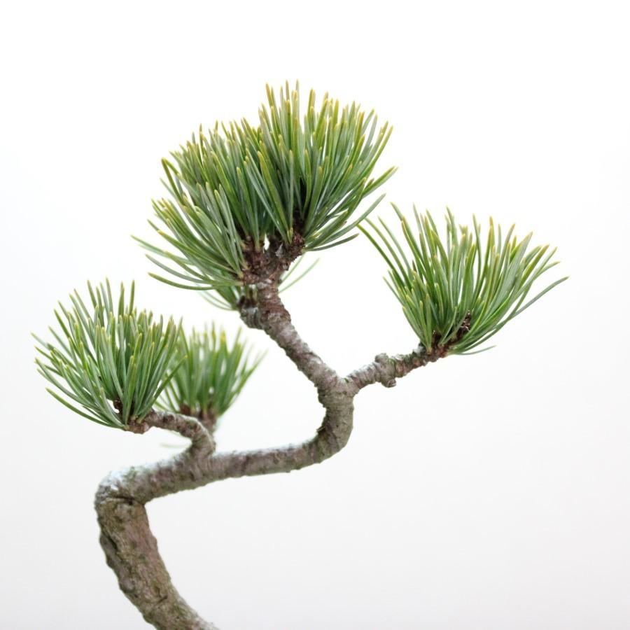 大特価！小品盆栽　五葉松　極太　★超お買得！早いもの勝ち。 小品盆栽：五葉松（瀬戸焼変形鉢)* 祝い ギフト gift 誕生日祝