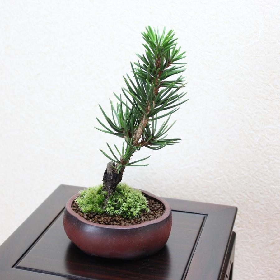 寸梢松 小品盆栽 bonsai 送料無料 : 盆栽ショップ わびさび