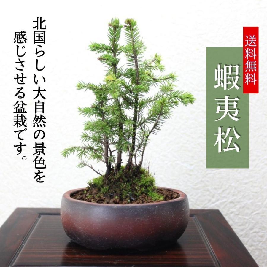 引取限定※ 盆栽 蝦夷松 引取り限定】 盆栽 蝦夷松 引取り限定】 盆栽