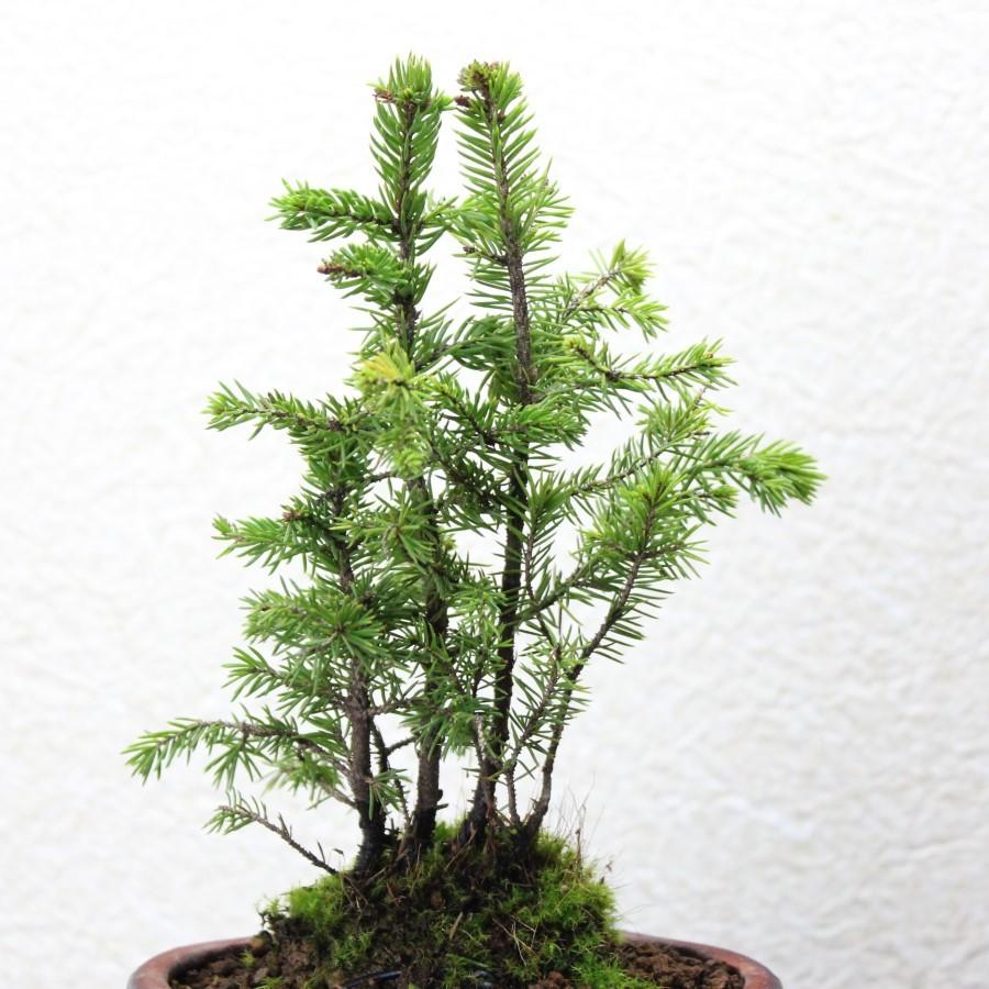 蝦夷松 エゾ松 盆栽 bonsai 送料無料 : 盆栽ショップ わびさび
