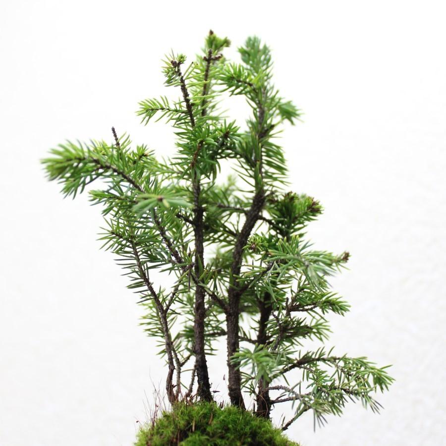 蝦夷松 エゾ松 盆栽 bonsai 送料無料 : 盆栽ショップ わびさび Yahoo