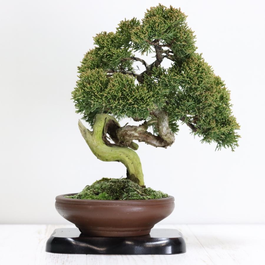 糸魚川真柏 糸魚川 真柏 小品 糸魚川真柏 小品盆栽 現品 : 盆栽ショップ わびさび Yahoo!店 - 通販