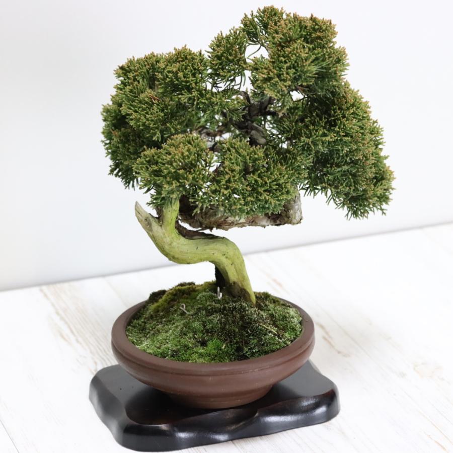 糸魚川真柏 小品盆栽 現品 : 盆栽ショップ わびさび Yahoo!店 - 通販