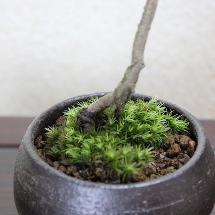 蛇の目松 ジャノメ松 小品盆栽 bonsai 送料無料 : 盆栽ショップ