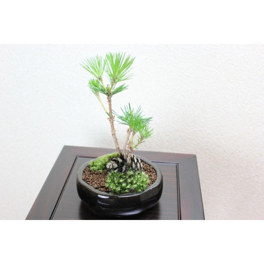 黒松 松ぼっくり盆栽 aa 盆栽ショップ わびさび Yahoo 店 通販 Yahoo ショッピング