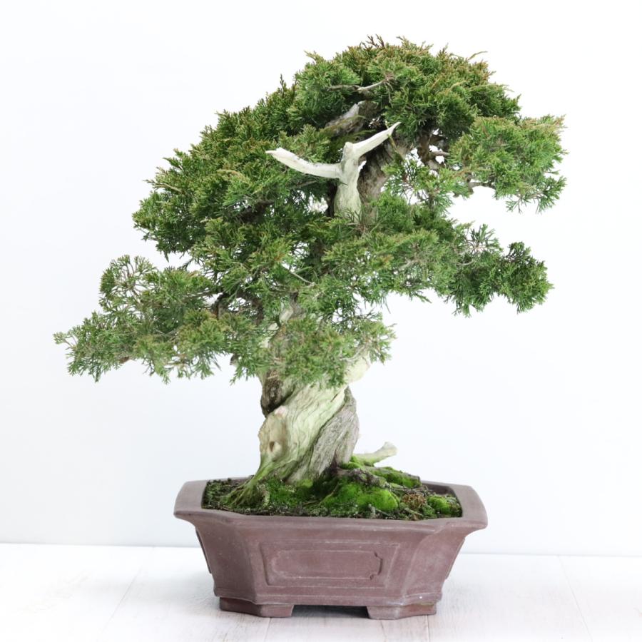 大品盆栽：極上糸魚川真柏 現品 しんぱく シンパク Shinpaku 送料無料