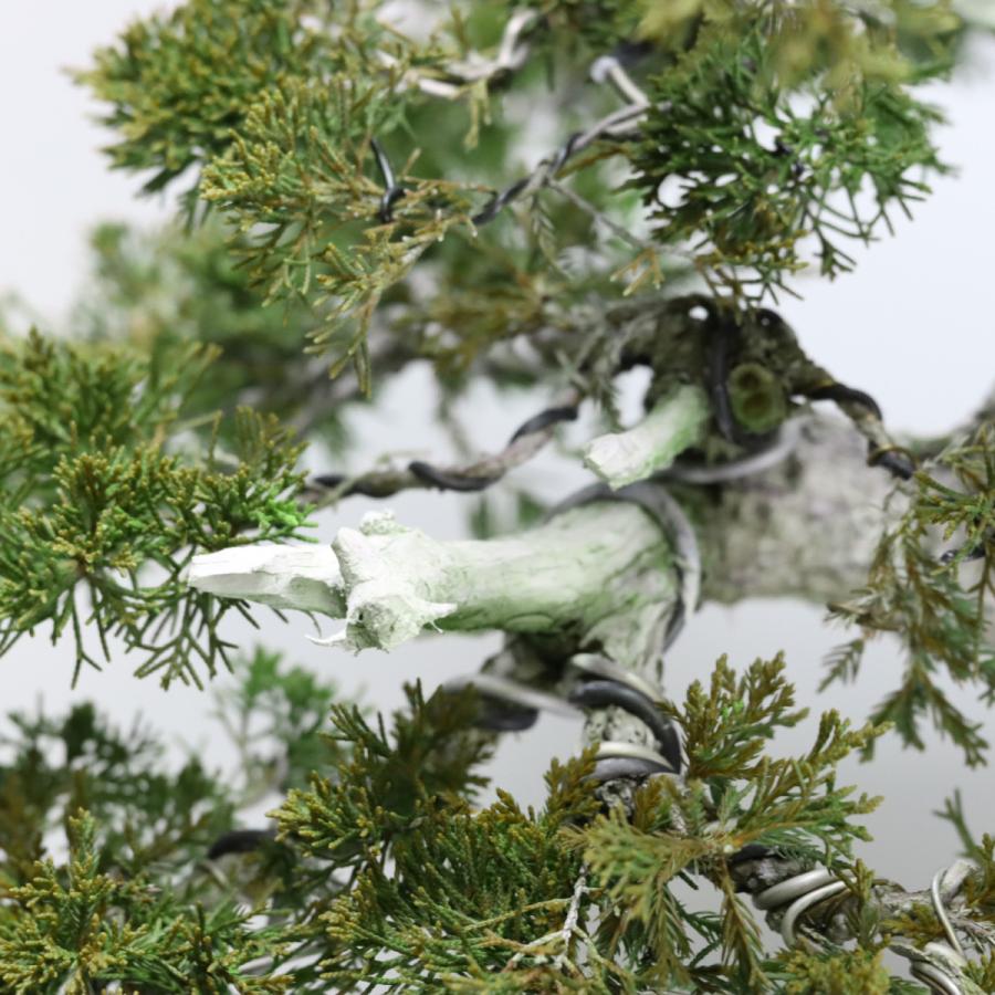 大特価！◉真柏盆栽　糸魚川　極上品　★早いもの勝ち。 大品盆栽：極上糸魚川真柏 現品 しんぱく シンパク Shinpaku 送料無料