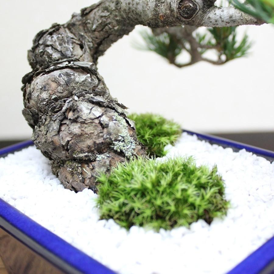 小品盆栽　四国五葉松　祝い ギフト gift 誕生日祝 開店祝 御祝 御結婚祝い プレゼントにも bonsai　日テレ キントレ｜wabi-sabi｜07