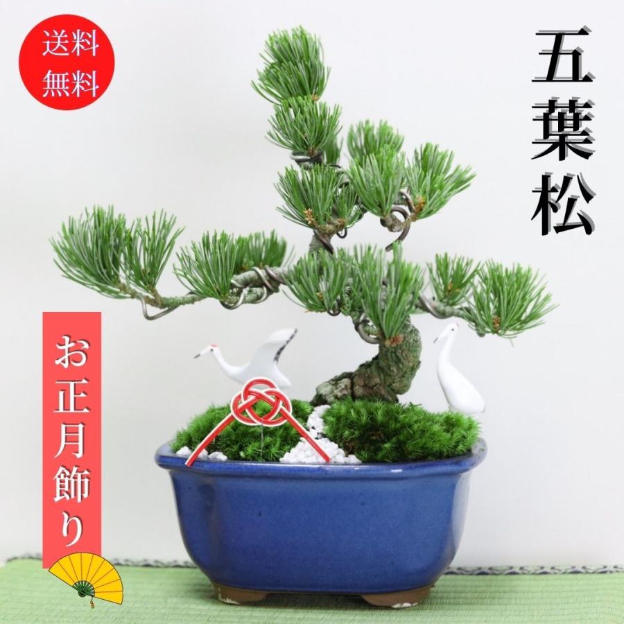 五葉松　生花　正月 迎春：五葉松盆栽 正月飾り 送料無料 鶴付き bonsai お正月 ＜2025年